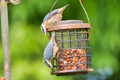nuthatch60917
